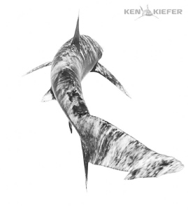 Oceanic Whitetip slicing through the water 
Canon 5D3 8-... by Ken Kiefer 